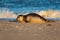 Adorable seal on a sandy shore on background of waves