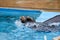 Adorable seal swimming in the crystal blue water of a tranquil pool