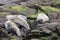 Adorable seals sunbathing on a mossy rock in the ocean.