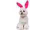 Adorable seated bichon dog wearing pink bunny ears