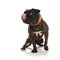 Adorable seated boxer licking his nose looks to side