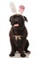 Adorable seated boxer panting wants to be the easter bunny