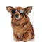 Adorable seated brown dog with funny ears and sunglasses