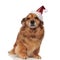 Adorable seated brown dog with santa cap ready for Christmas