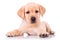 Adorable seated labrador retriever puppy dog