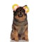 Adorable seated pomeranian wearing colorful ears looks to side