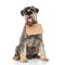 Adorable seated schnauzer wants to be adopted