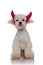 Adorable seated white bichon being the devil