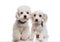 Adorable seated white bichon couple ready for a walk