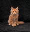 Adorable serious red solid maine coon kitten sitting with beautiful brushes on the ears on black background and looking