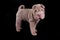 Adorable sharpei puppy, looking at camera