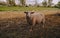 Adorable sheep in an evergreen farm during daytime
