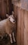 Adorable sheep near a picturesque wooden fence on the island of Martha's Vineyard