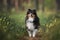 adorable sheltie dog standing in the park in summer