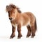 Adorable Shetland Pony Photo On White Background
