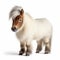 Adorable Shetland Pony On White Background