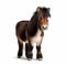 Adorable Shetland Pony On White Background - 32k Uhd Photo