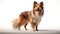 Adorable Shetland Sheepdog Dog on White Background AI Generated