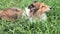 Adorable shetland sheepdog lying on grass and eating green grass in hot summer day, funny animal concept, 4k footage, slow motion