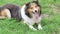 Adorable shetland sheepdog lying on grass with friendly expression, tongue hangs out in hot summer day, 4k footage, slow motion