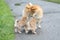 Adorable shiba inu family so cute