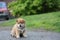 Adorable shiba inu puppy adorable