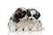 Adorable Shih Tzu cub kissing and hugging his sibling