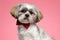 Adorable shih tzu dog wearing red bowtie