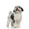 Adorable shih tzu panting and looking up to side