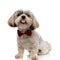 Adorable Shih Tzu puppy sticking its tongue out, wearing bowtie