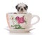 adorable shih tzu puppy in a tea cup