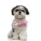 Adorable shih tzu wearing colorful flowers collar sitting