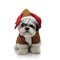 Adorable shih tzu wearing santa reindeer costume looks to side