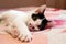 Adorable short haired black and white kitten lying on a bed