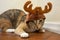 Adorable shorthair tabby kitten wearing a Christmas reindeer hat. Cute cat.