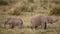 Adorable shot of baby elephants in a grassland standing back to back