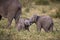 Adorable shot of baby elephants playing with each other with their trunks behind their mother