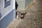 Adorable Siamese cat and cute dog peeking around the corner.