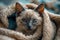 Adorable Siamese Kitten with Blue Eyes Peeking out of Cozy Beige Blanket Cute Feline Portrait