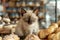 Adorable Siamese Kitten Posing Among Freshly Baked Croissants and Pastries in a Cozy Bakery Setting