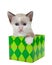 Adorable siamese kitten sitting in a Christmas present, isolated