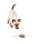 Adorable Siamese kitten about to attack a toy mouse