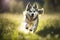 Adorable siberian husky dog running on a sunny day with blur background.