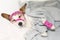 ADORABLE SICK DOG SLEEPING OR RESTING ON BED WITH PINK AND HEART