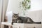 Adorable silver tabby shorthair cat lying, relaxing and sleeping in living room at home