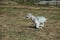 Adorable Silver White Schnauzer playing in park in Mexico