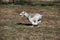 Adorable Silver White Schnauzer playing in park in Mexico