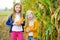 Adorable sisters playing in a corn field on beautiful autumn day. Pretty children holding cobs of corn. Harvesting with kids.