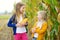 Adorable sisters playing in a corn field on beautiful autumn day. Pretty children holding cobs of corn. Harvesting with kids.