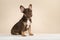 Adorable sitting french bulldog puppy seen from the side looking at the camera on a cream colored background